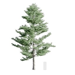 Japanese Larch 003 256